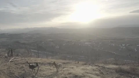 Two dogs playing on hillside at sunset in Montana Stock Footage 310534731