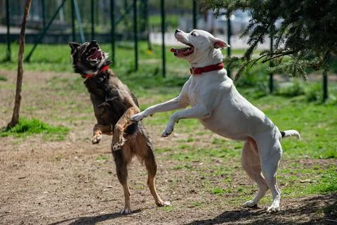 Two Dogs Playing Jumping Mouths Open Tongues Outdoors Stock Photos