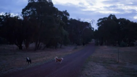 Two dogs playing on the landscape Video stock 94884653