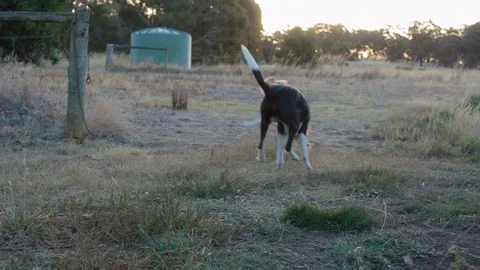 Two dogs playing on the landscape Stock Footage 94885302