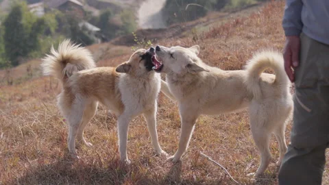 Two Dogs Playing Nepal 스톡 동영상 316073250