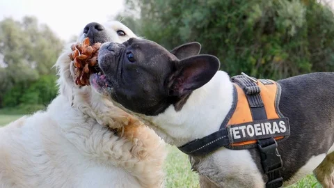 Two dogs playing with object Vidéo 82667870