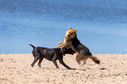 Two dogs playing or fighting on a sandy beach 写真素材