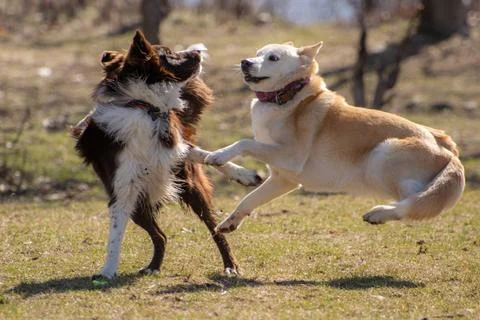 Two dogs playing outside Stock Photos