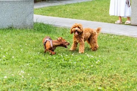 Two Dogs Playing Outside Stock Photos