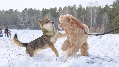 Two dogs playing outside in winter, a curly-haired brown dog and a sheepdog Stock Footage 329233616
