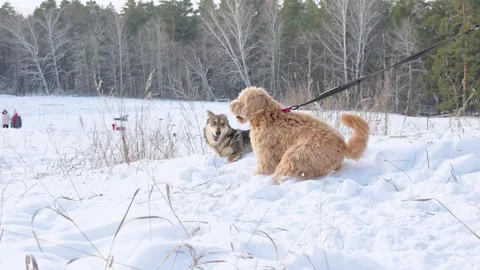 Two dogs playing outside in winter, a curly-haired brown dog and a sheepdog Stock Footage 329233623
