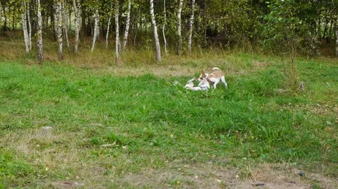Two dogs playing in the park Stock Footage 54650282