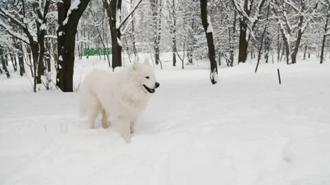 Two dogs playing in the park Video stock 149348860