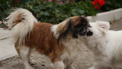 Two dogs playing in the park Stock Footage 242883897