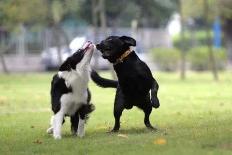 Two dogs playing Stock Photos