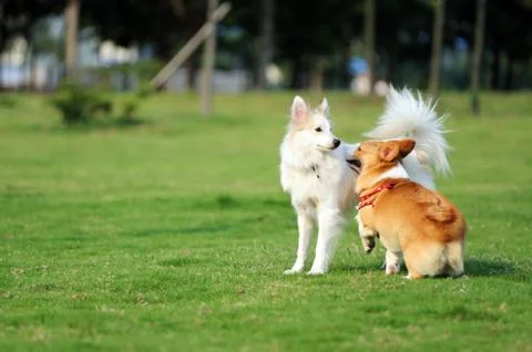 Two dogs playing Stock Photos
