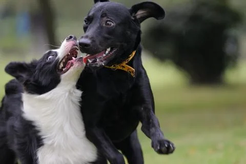 Two dogs playing Stock Photos
