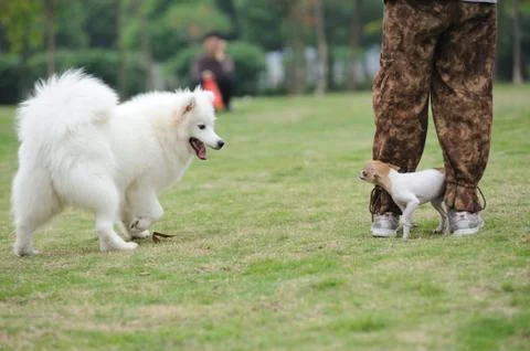 Two dogs playing Stock Photos