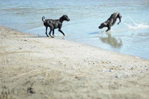 Two dogs playing Stock Photos