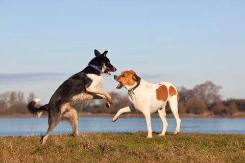 Two dogs playing Stock Photos