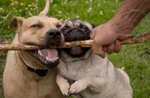 Two dogs playing Stock Photos