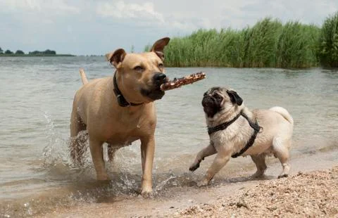 Two dogs playing Stock Photos