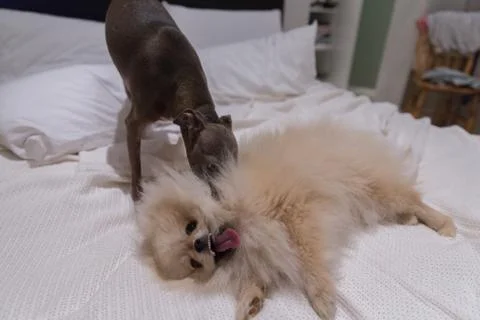 Two dogs playing 스톡 사진