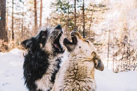 Two dogs playing Stock Photos
