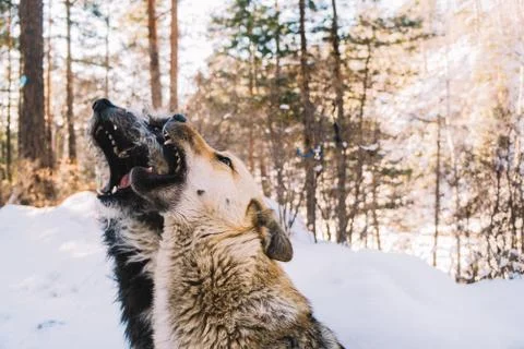 Two dogs playing Stock Photos
