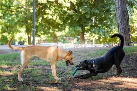 TWO DOGS PLAYING Stock Photos