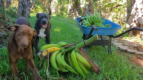 Two Dogs Playing at Plantain Field Stock Footage 237823052