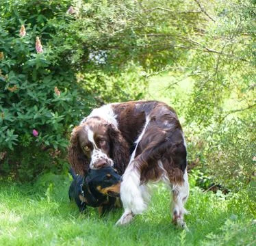 Two dogs playing rough in summer green nature outdoors play Stock Photos