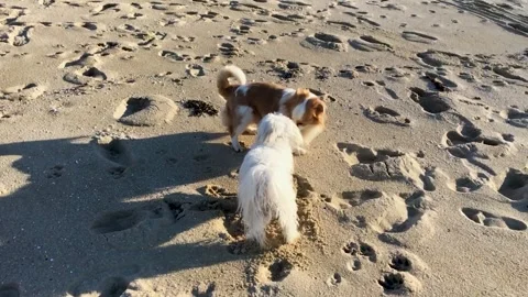Two dogs playing in the sand of the beach Video stock 313751347