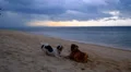 Two Dogs Playing at the Sandy Beach at Sunrise. Thailand. HD Footage