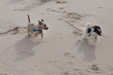 Two Dogs Playing on Sandy Beach Foto stock