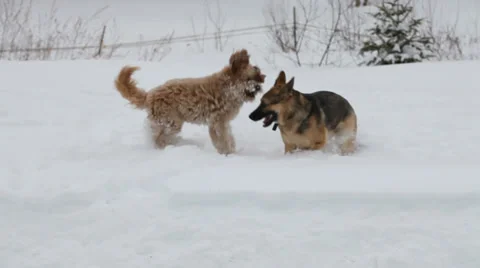 Two dogs playing in the snow Stock Footage 36230599
