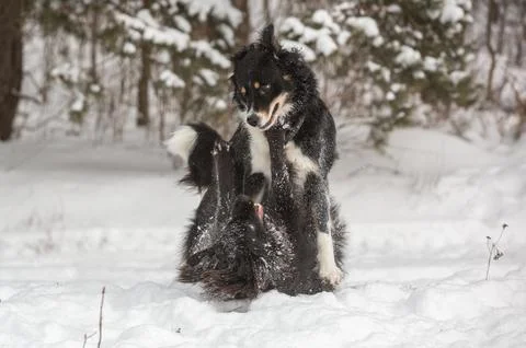 Two dogs playing in the snow Foto stock