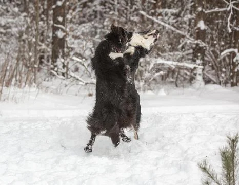 Two dogs playing in the snow Stock Photos