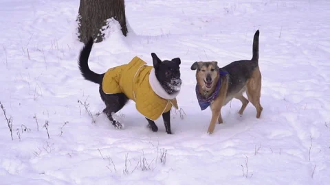 Two dogs playing on snow, slow motion Stock Footage 320464970
