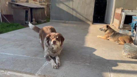 Two Dogs Playing in a Sunny Area Stock Footage 297730873