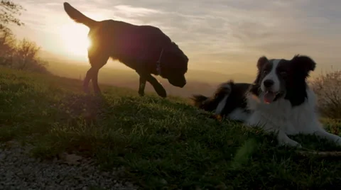 Two dogs playing in sunset Stock Footage 57176688