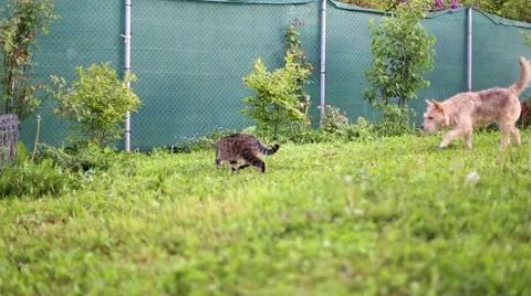 Two dogs playing with a tabby cat in the backyard Stock-Footage 63377687