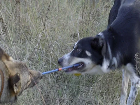 TWO DOGS PLAYING TOGETHER WITH A  DOG TOY SLOW MOTION Stock Footage 69713983