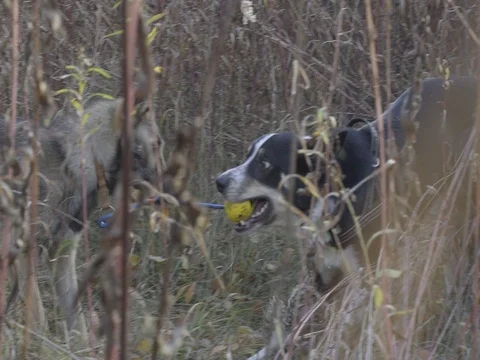 TWO DOGS PLAYING TOGETHER WITH A  DOG TOY SLOW MOTION Stock Footage 69714097