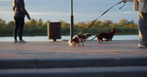 Two dogs playing together on leashes near river promenade at sunset Stock Footage 320117582