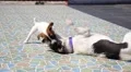 Two Dogs Playing Together Outdoor HD Footage