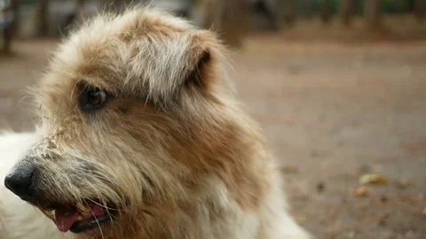 Two dogs playing together in the park. Stock Footage 152925445