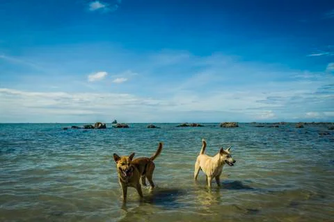 Two dogs playing together Stock Photos