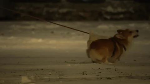 Two dogs playing together in the snow at night Stock Footage 318419955