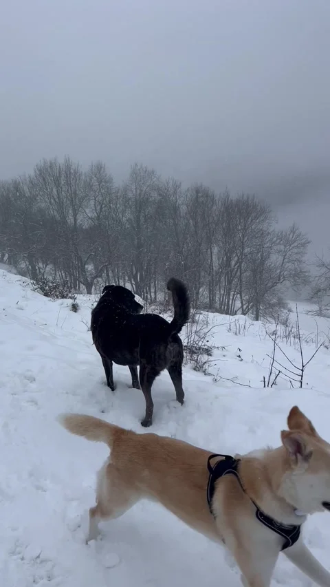 Two dogs playing together on the snow by winter Stock Footage 337135918