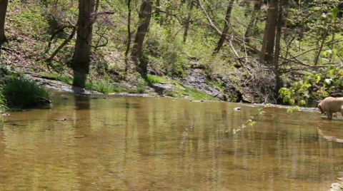 Two dogs playing together in stream 動画素材 719292