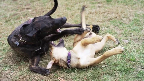 Two dogs playing together summer grass Stock Footage 79518541