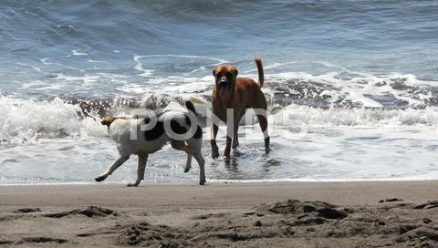 Two dogs playing at tortuguero beach in costa rica Stock Photos