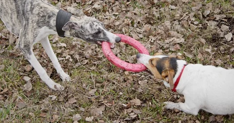 Two dogs playing with toy 스톡 동영상 128821355